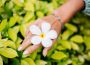 Plumeria - kwiat dla zakochanych