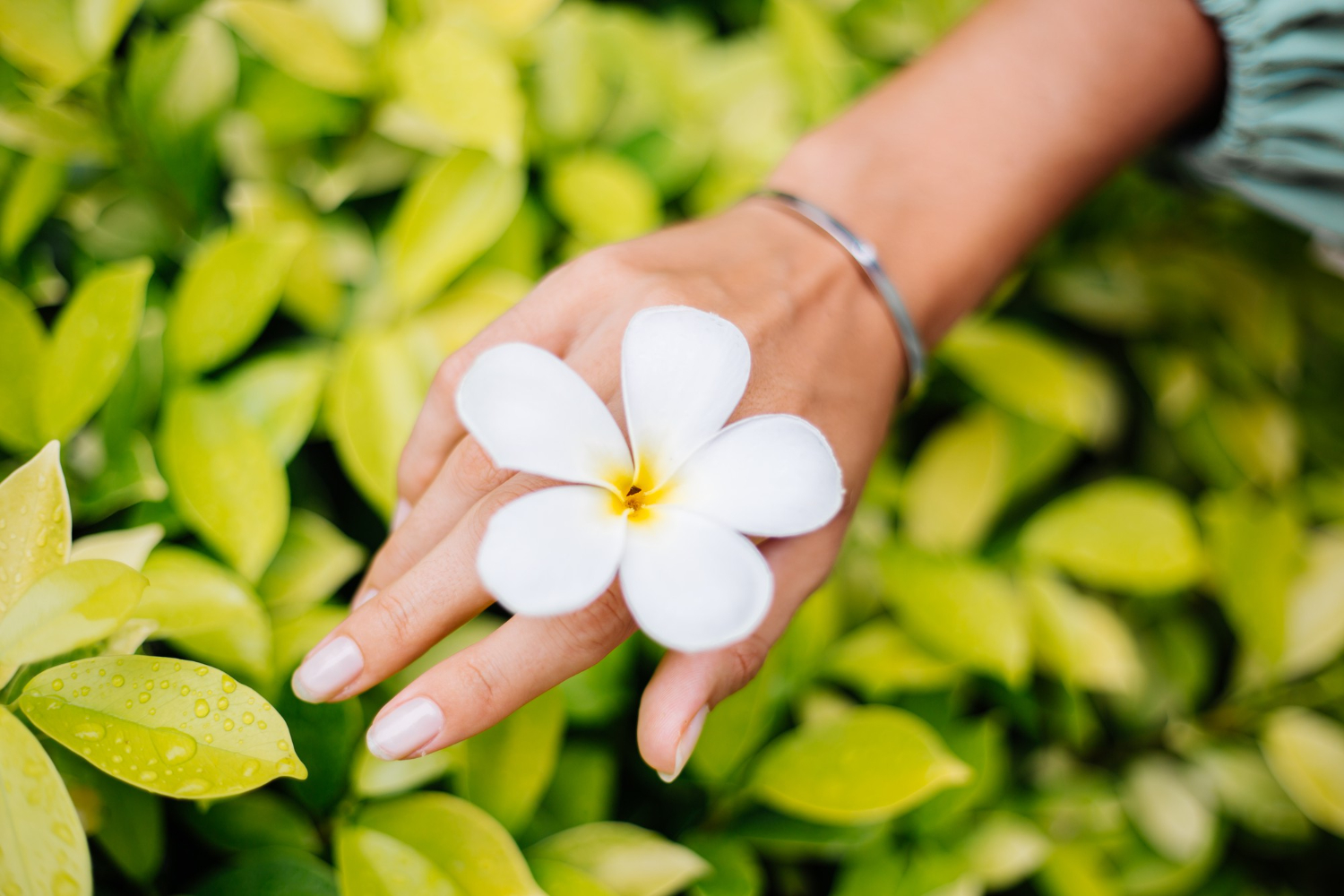 Plumeria – a flower for lovers. What does it look like?